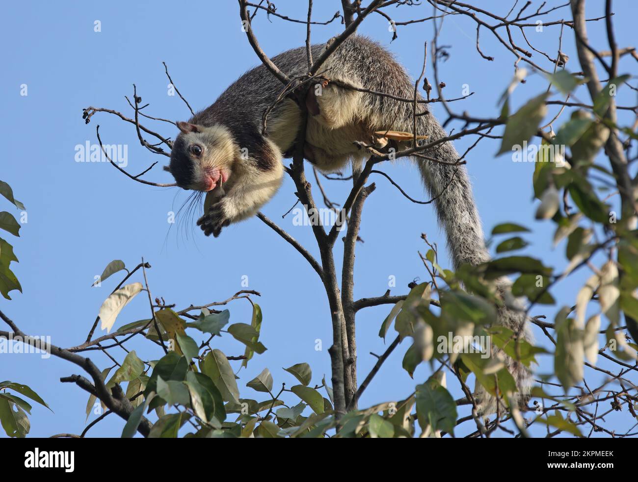 Sri Lankan Giant Squirrel (Ratufa macroura) adult biting through stem of fruit  Sri Lanka                    December Stock Photo