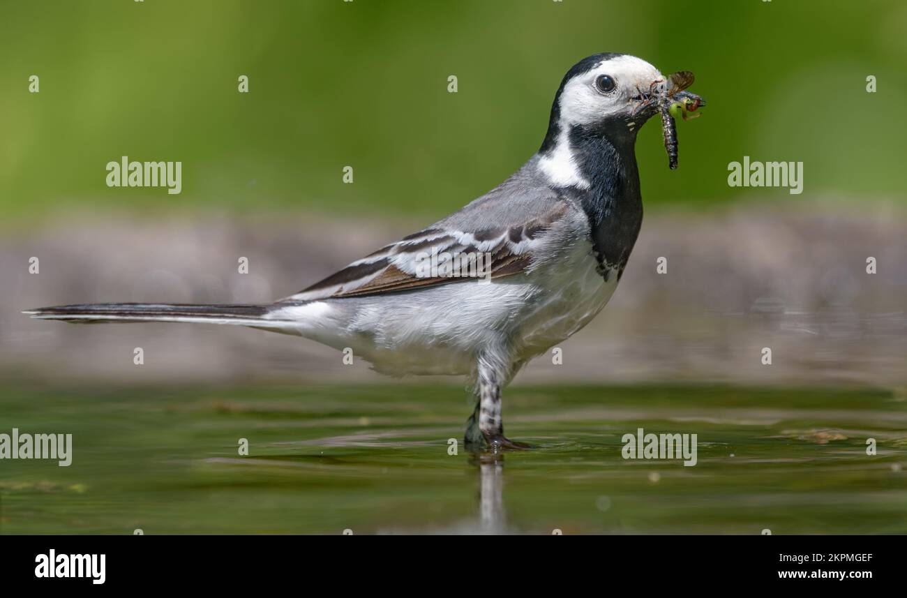 Adult White wagtail (motacilla alba) stands in shallow waters with full beak of catched insects larva and bugs for chicks Stock Photo