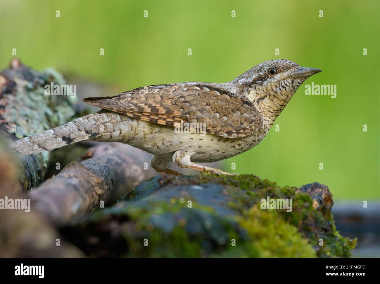 Eurasian wryneck (jynx torquilla) sitting on an wet lichen stick near water pond in early morning Stock Photo