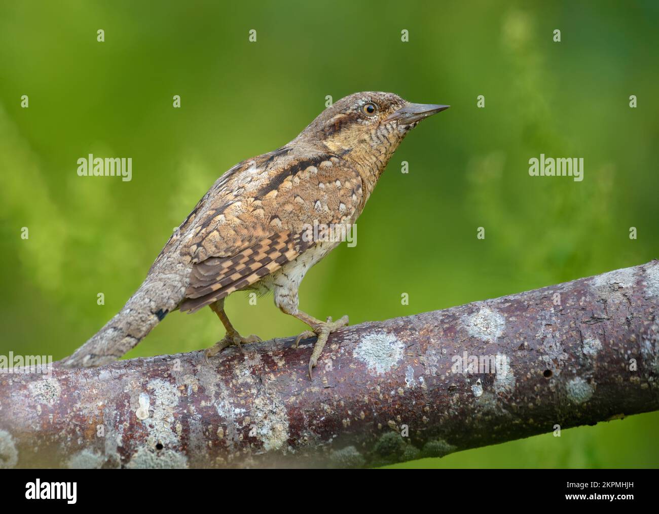 Eurasian wryneck (jynx torquilla) sitting on an old lichen perch in very soft light at spring time Stock Photo