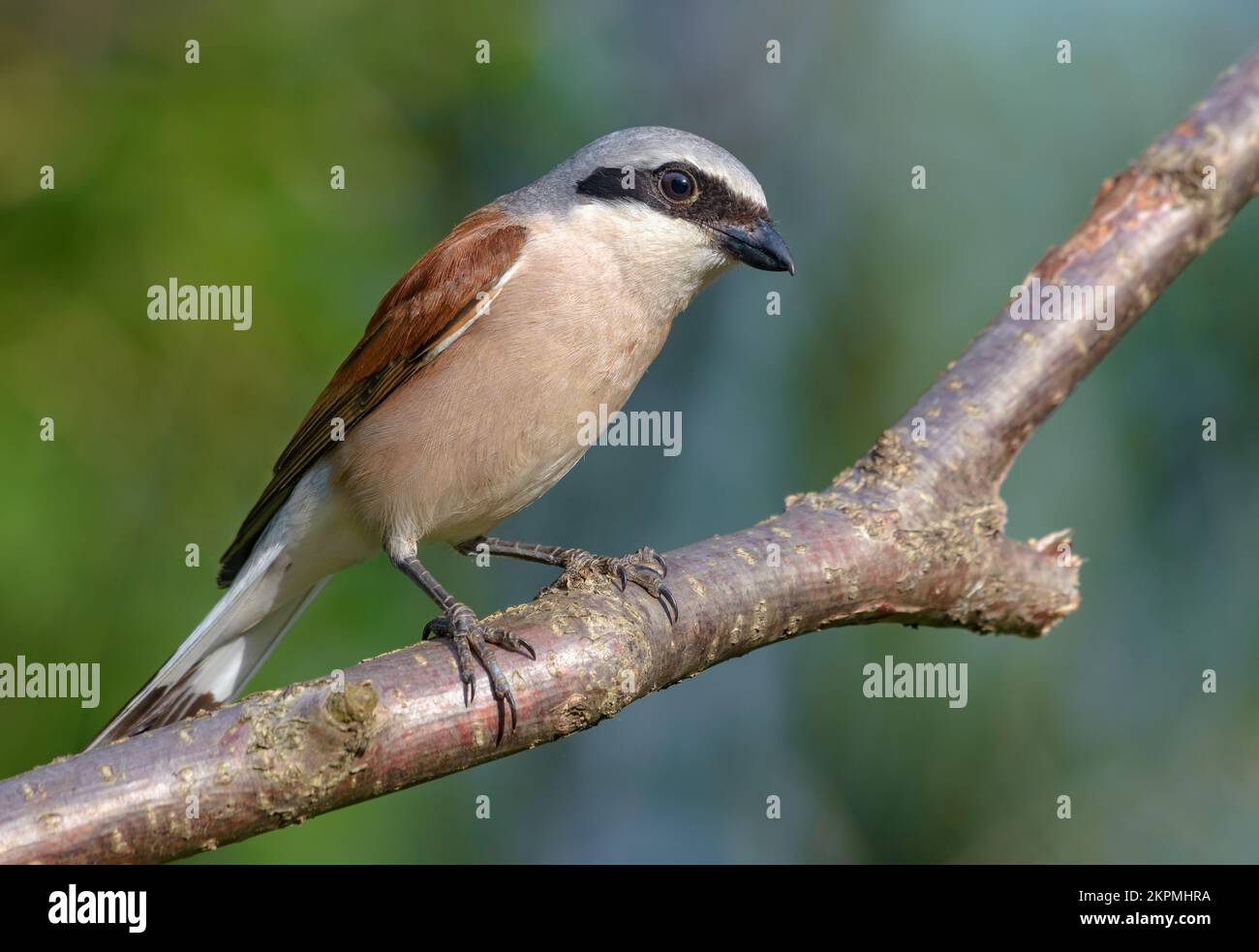 Male Red-backed Shrike (lanius collurio) perched on a lichen branch with interesting look in warm season Stock Photo