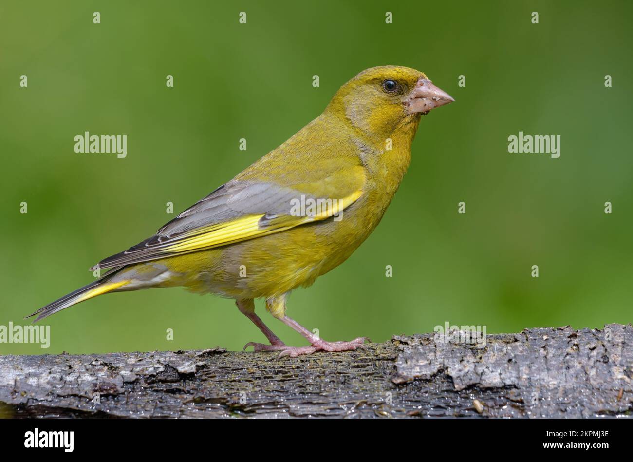Male European Greenfinch (Chloris chloris) sitting on dry old looking branch with neat green background Stock Photo