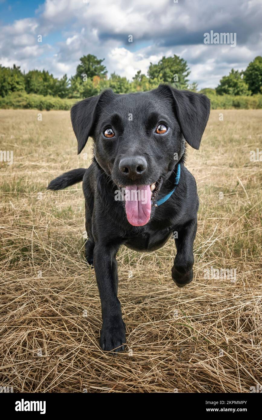 Patterdale cross cheap collie