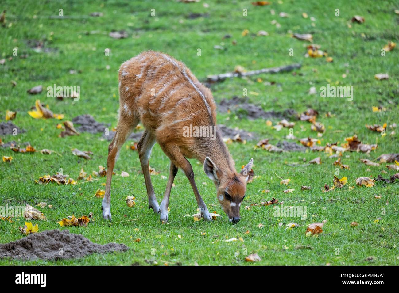 The sitatunga or marshbuck (Tragelaphus spekii gratus) grazing in the meadow, swamp-dwelling antelope in the family Bovidae, native region: central Af Stock Photo