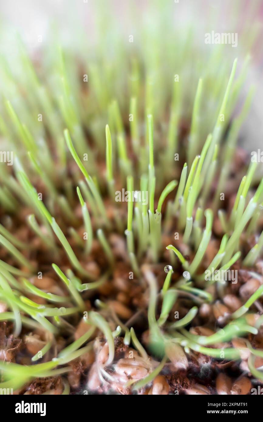 View of Cat grass. Useful food for the digestion of cats and a healthy stomach ...