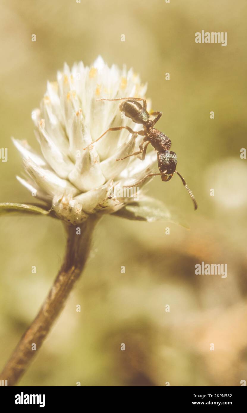 Vintage macro photo on an ant scaling the tips of a wildflower clover. Ant-ique Stock Photo