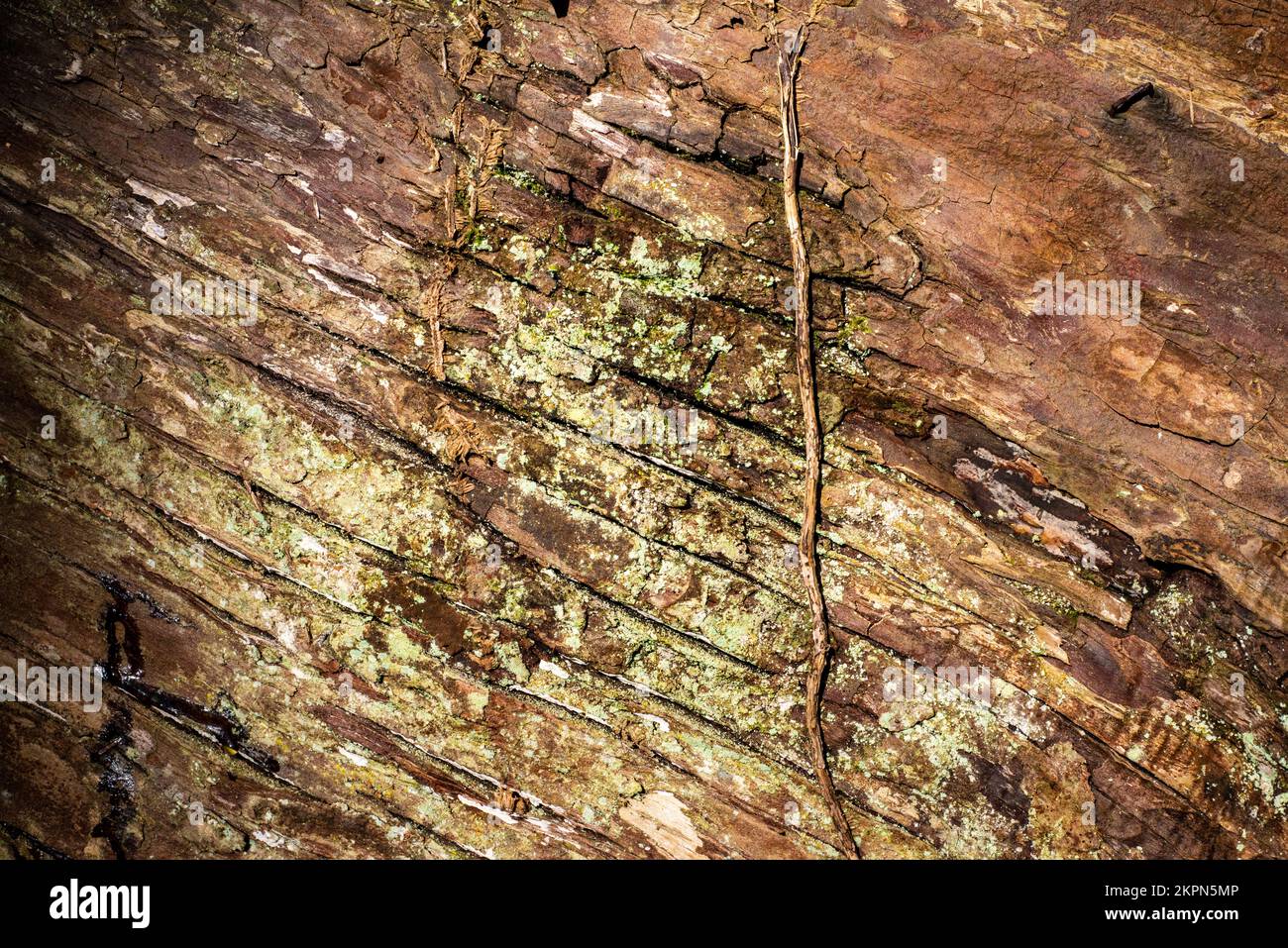 Bark of a tree with texture and details Stock Photo