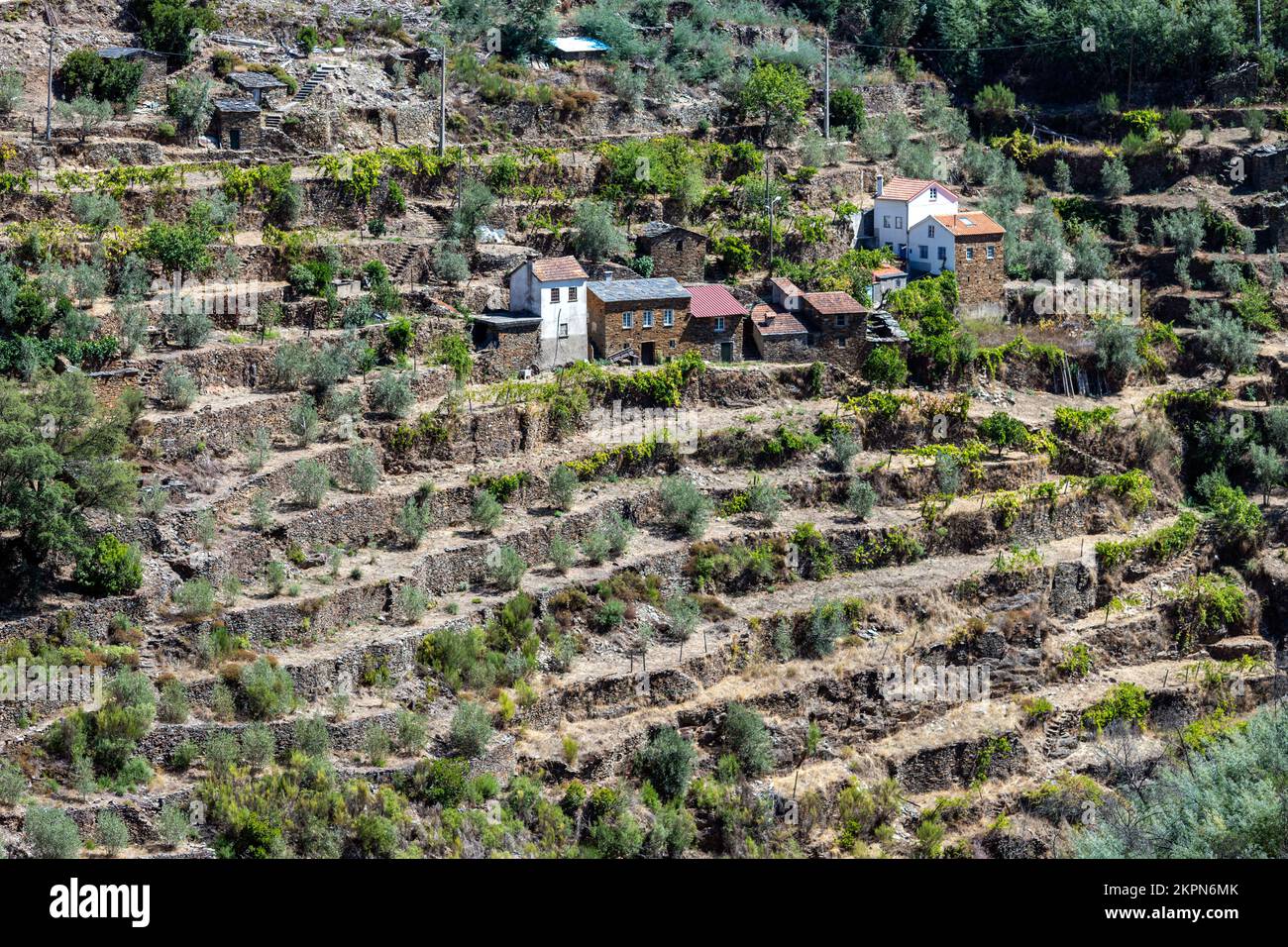 Field in terraces, with olive trees, in a valley near Piodao in Garda district, Portugal Stock Photo