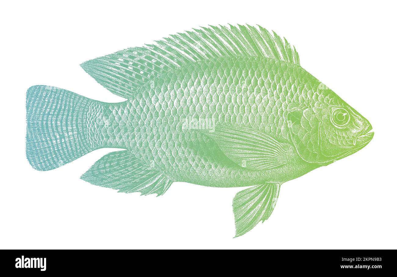 Nile tilapia oreochromis niloticus, tropical freshwater fish in side view Stock Vector