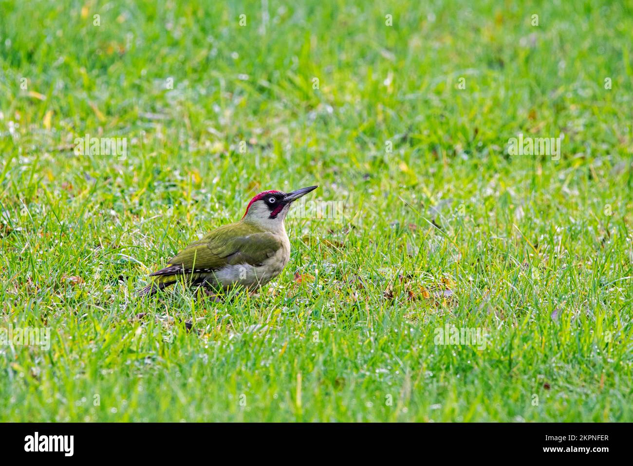 European green woodpecker (Picus viridis) male foraging on the ground in meadow / grassland Stock Photo