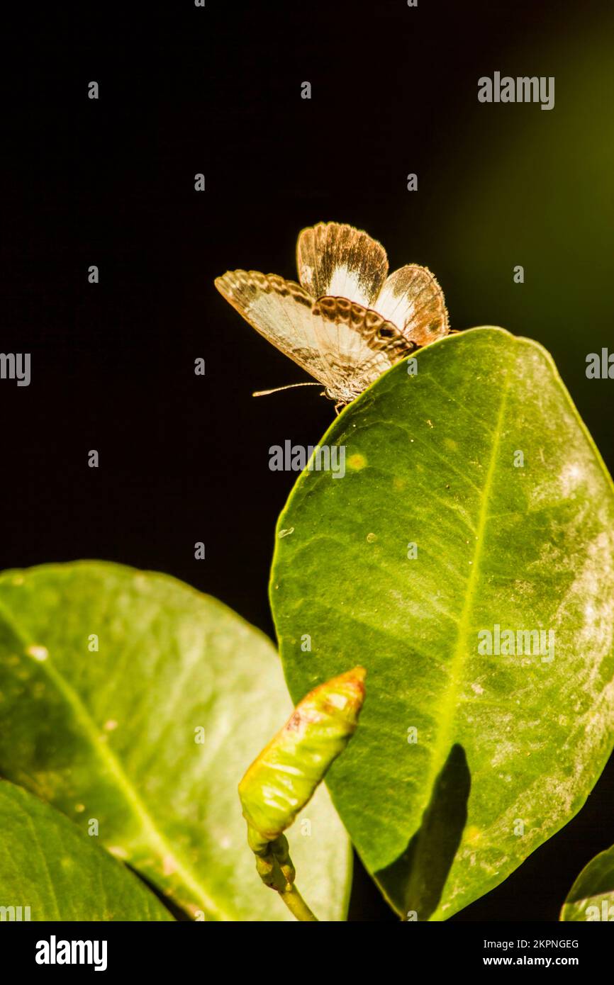 Insect fine art on an Australian moth on green forest leaves. Leafy tips Stock Photo