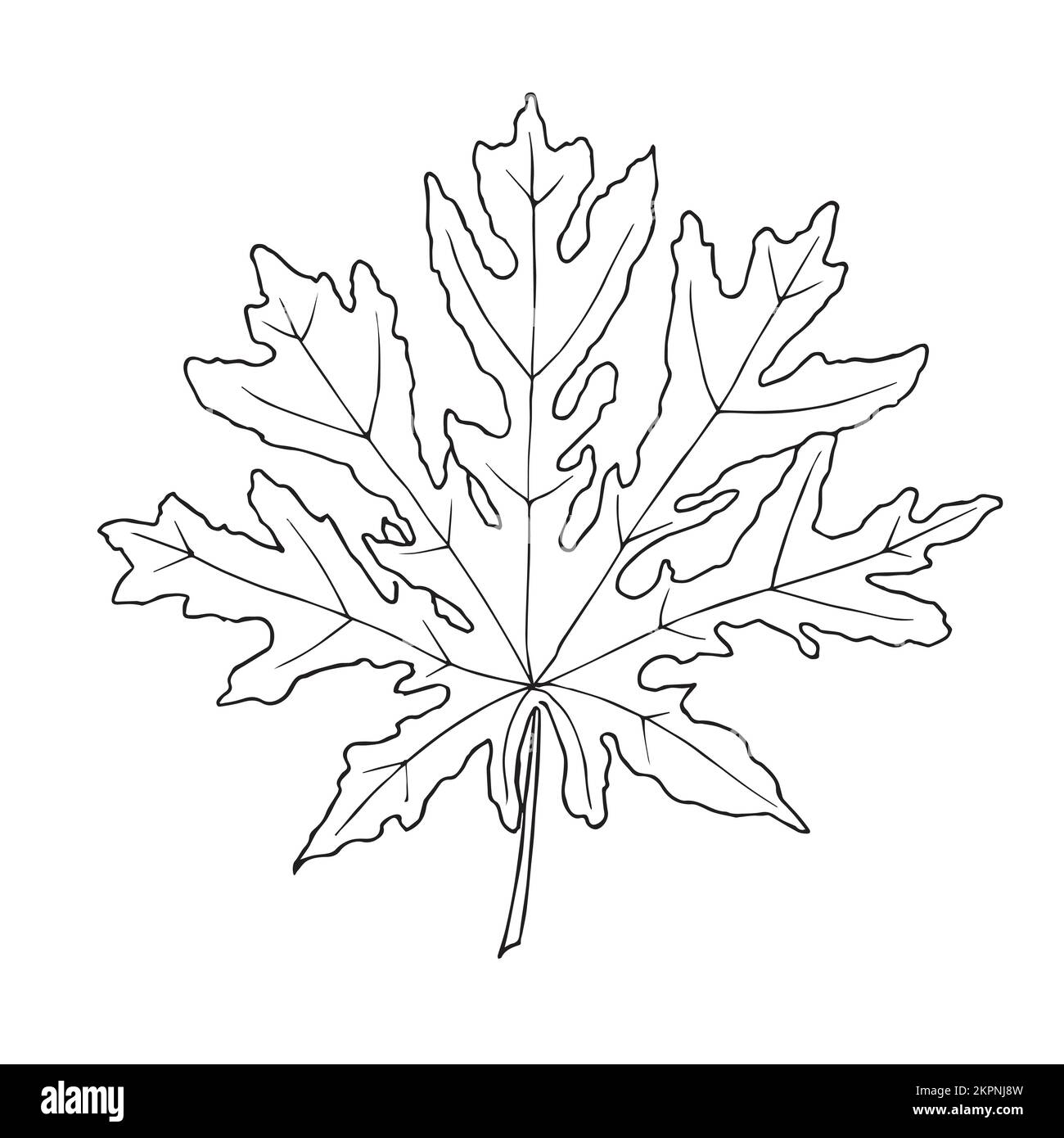 Hand drawn Papaya Leaf. Vector illustration in outline style on