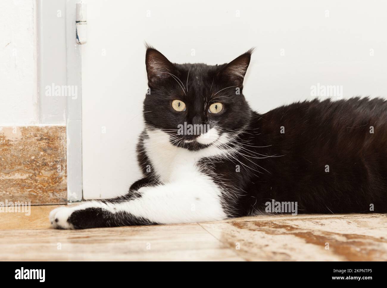 Portrait of a cute black and white long haired cat with yellow eyes ...