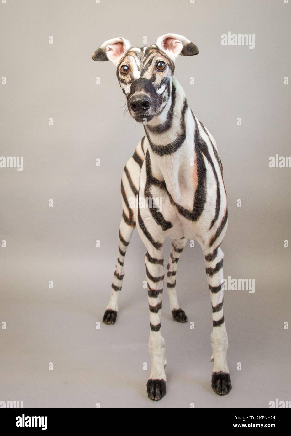 Are There Really Dogs With Stripes Like Zebras