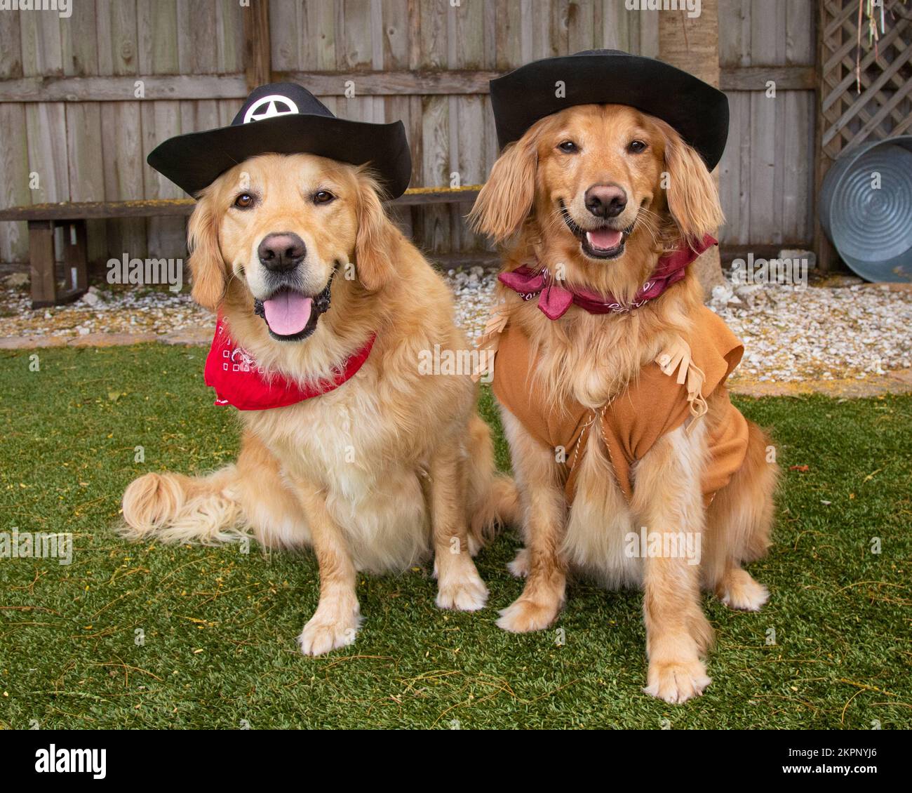Portrait of two golden retriever dogs dressed as cowboys sitting in a garden Stock Photo