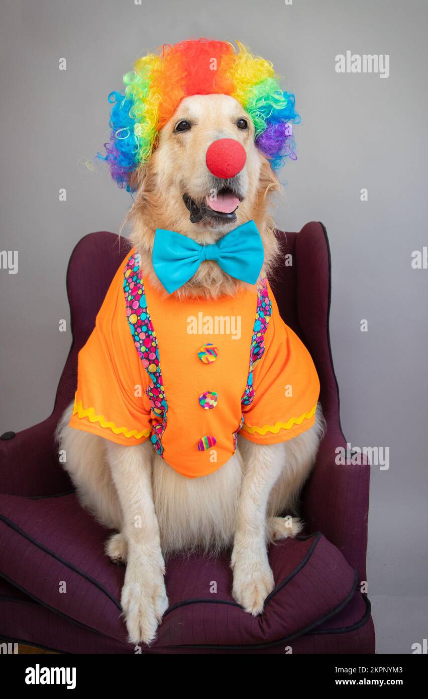 Portrait of a golden retriever in a multi coloured wig and clown costume sitting on a chair Stock Photo