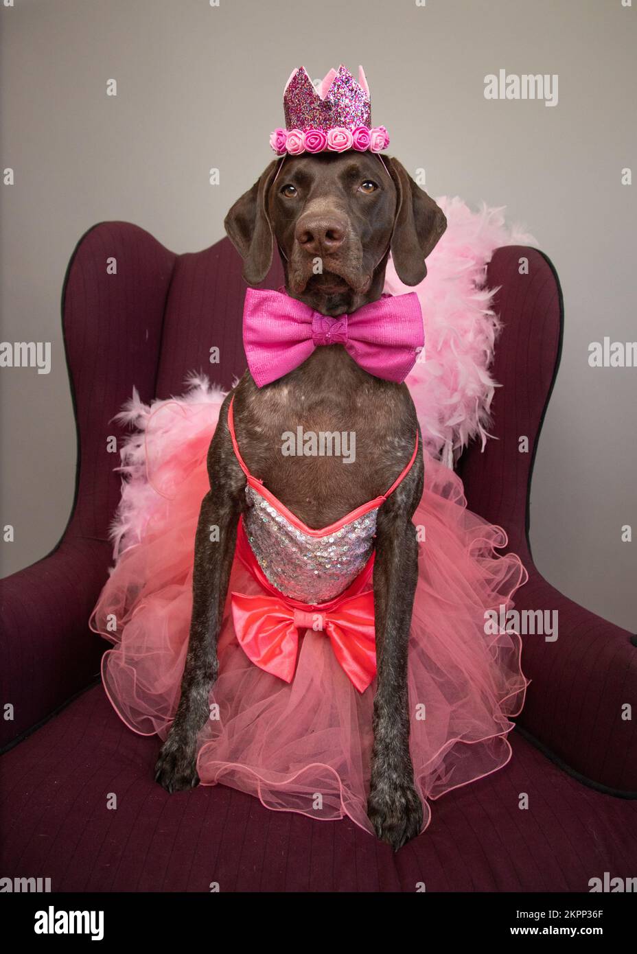 Portrait of a German shorthaired pointer sitting on a chair dressed as a princess Stock Photo