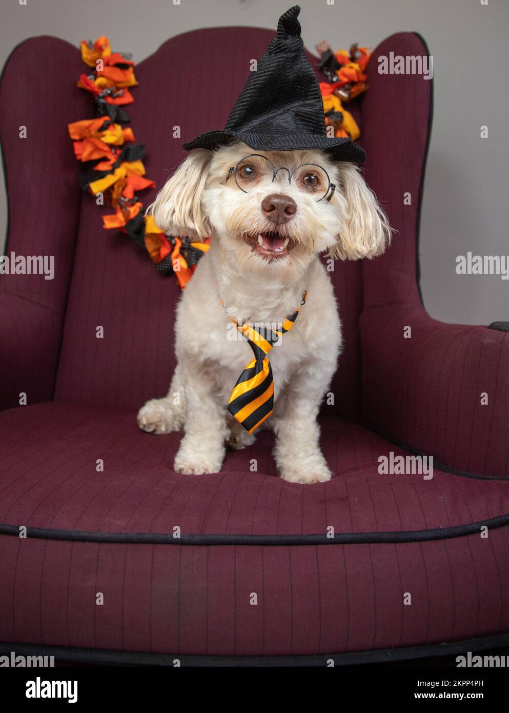 Portrait of a havashu dog sitting on a chair dressed as Harry Potter Stock Photo