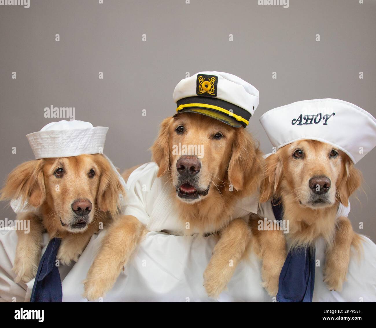 Golden retriever dog dressed in hi-res stock photography and images - Alamy