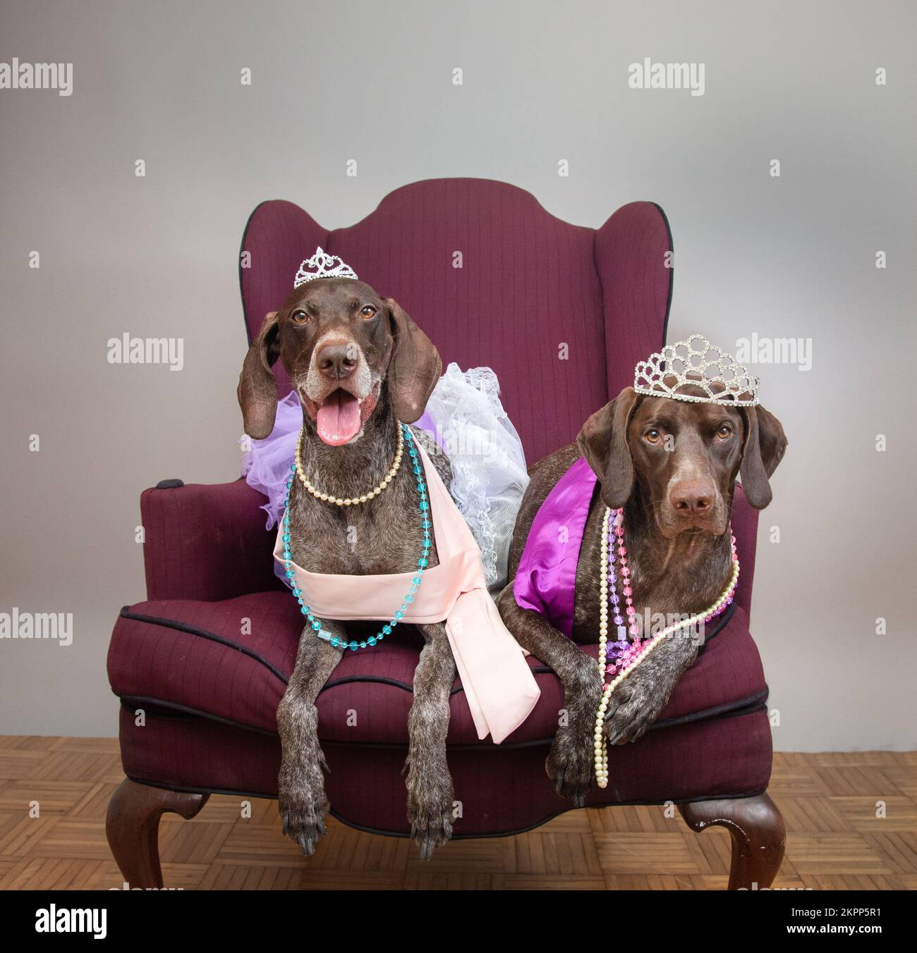 Two German shorthaired pointer dogs sitting on a chair dressed as princesses Stock Photo