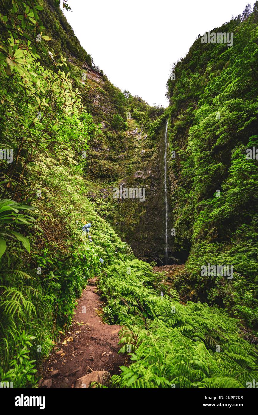 Description: Gorgeous flowery and ferny path by an amazing jungle ...