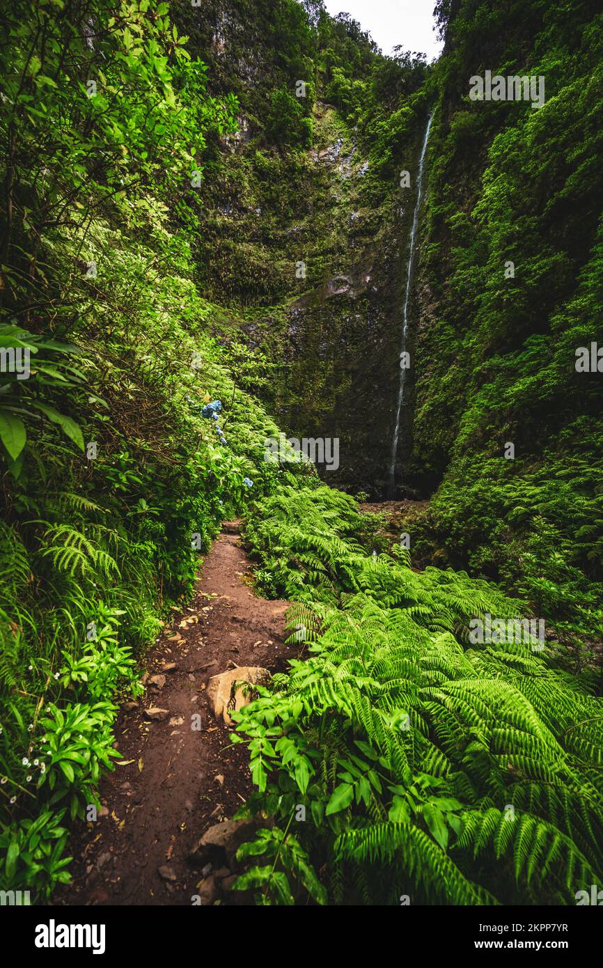 Description: Gorgeous flowery and ferny path by an amazing jungle ...