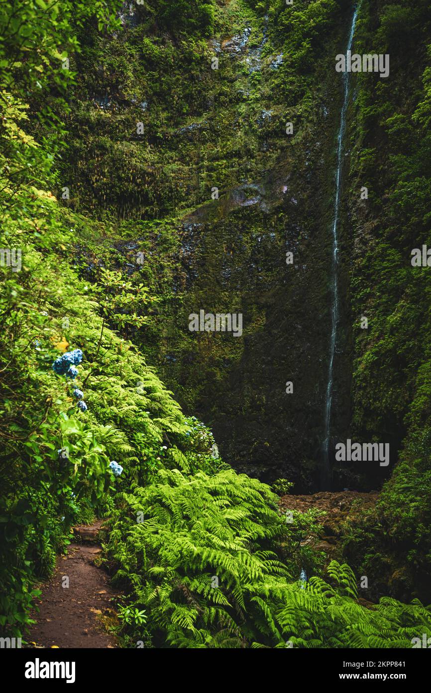 Description: Gorgeous flowery and ferny path by an amazing jungle ...