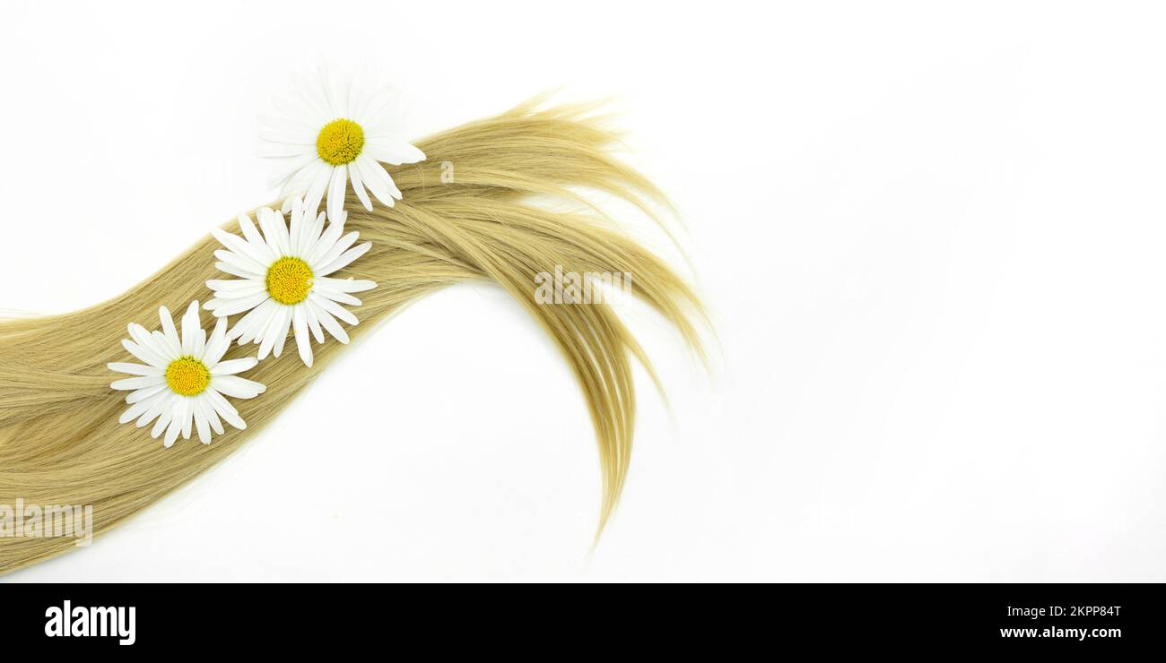 Blond hair wave with chamomile flower on white background. Split Ends Repair Treatment Stock Photo