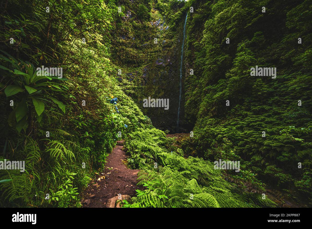 Description: Gorgeous flowery and ferny path by an amazing jungle ...