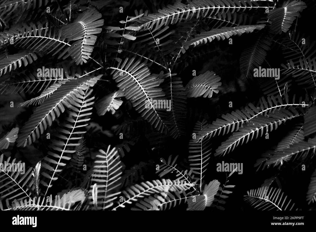 Black and white natural abstract on a tropical Queensland ferny grove of light and dark Stock Photo