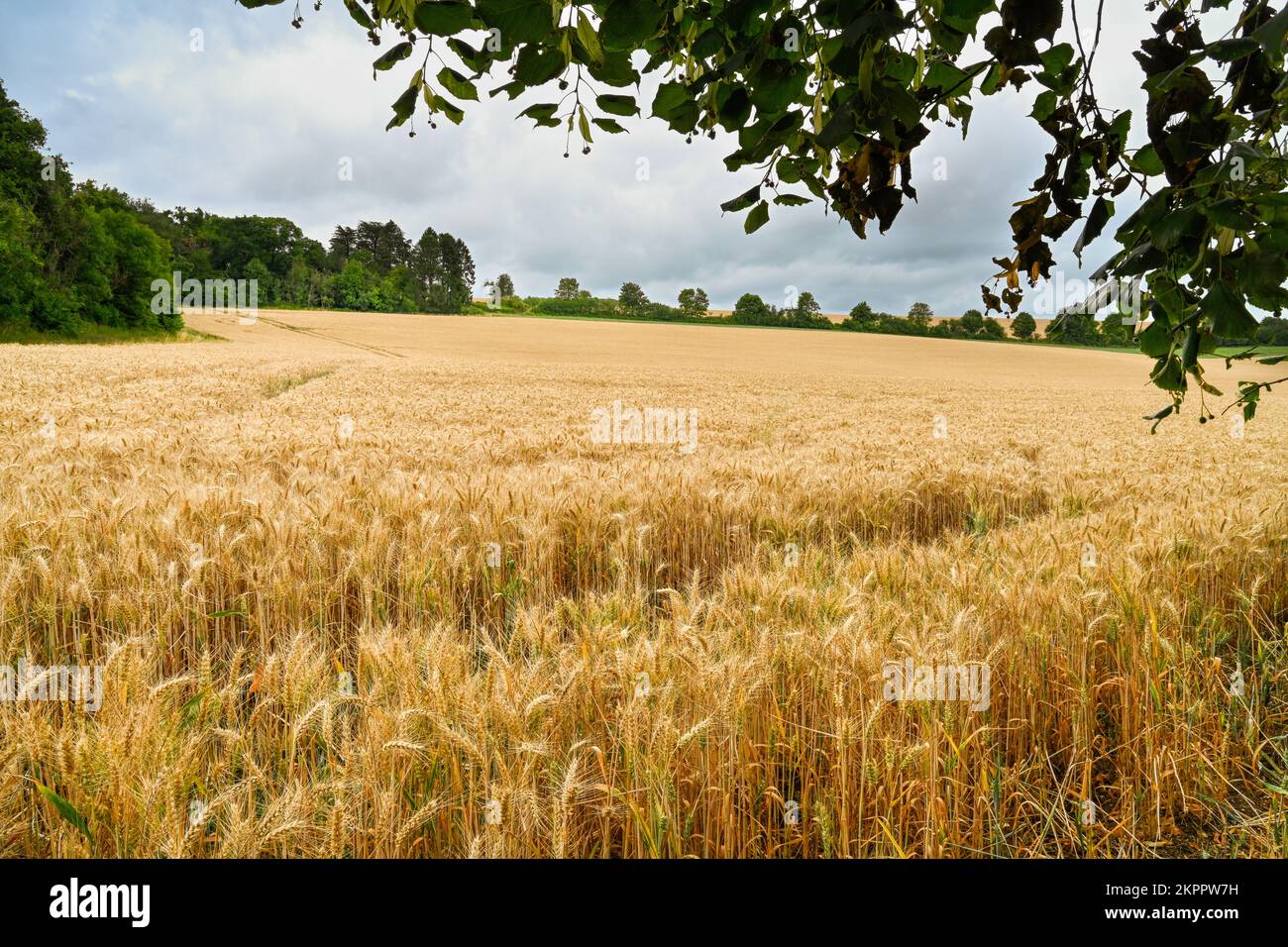 Cotswolds England Summer field of Barley Stock Photo