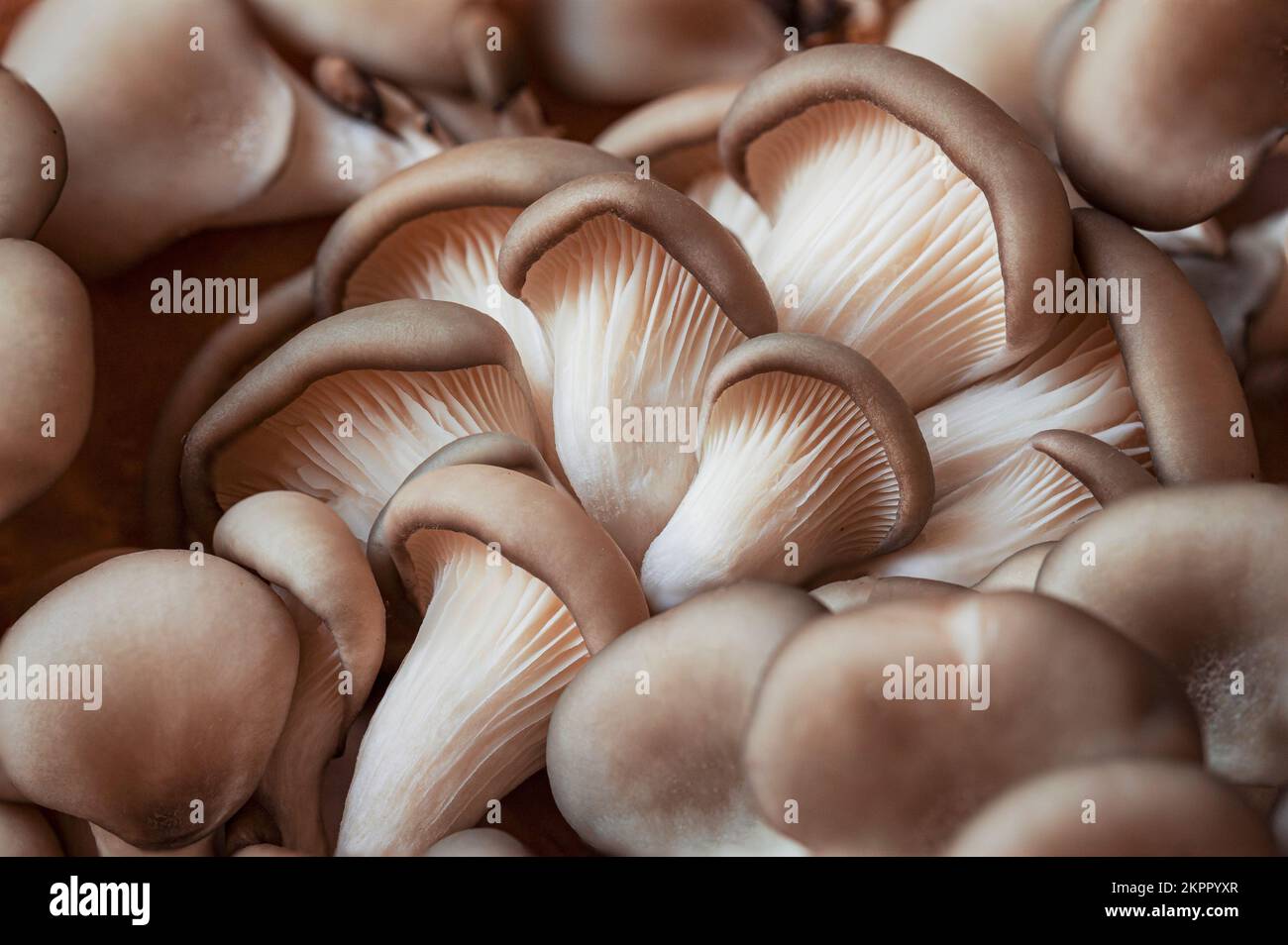 Fresh organic oyster mushrooms as background, closeup, selective focus Stock Photo