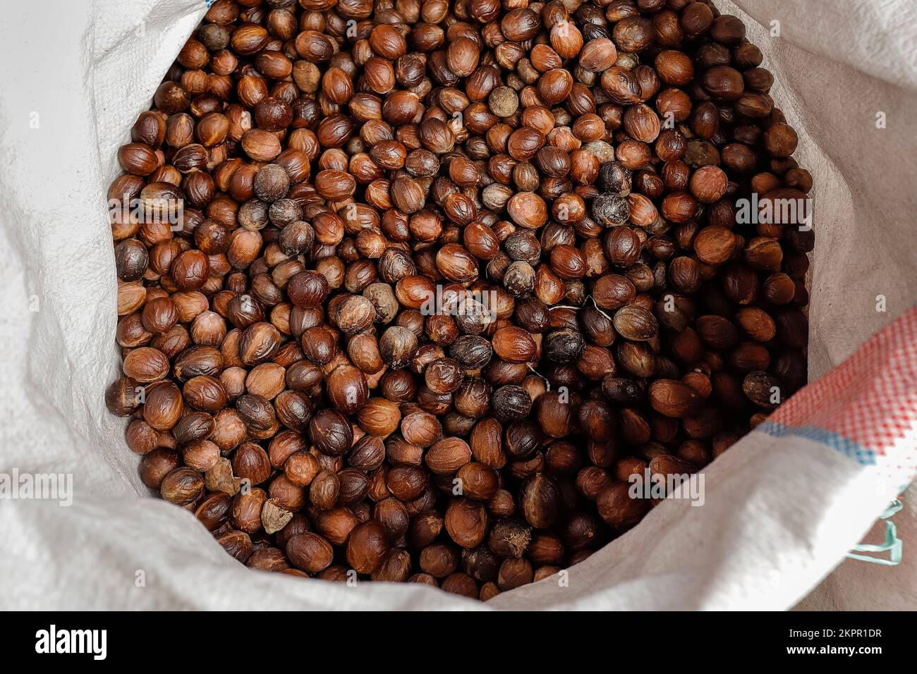 Nutmeg (Myristica fragrans) an aromatic spice & major crop here, in a