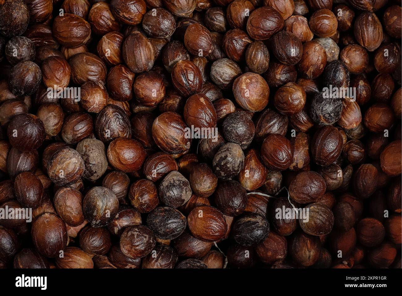 Nutmeg (Myristica fragrans) an aromatic spice & major crop here, in a