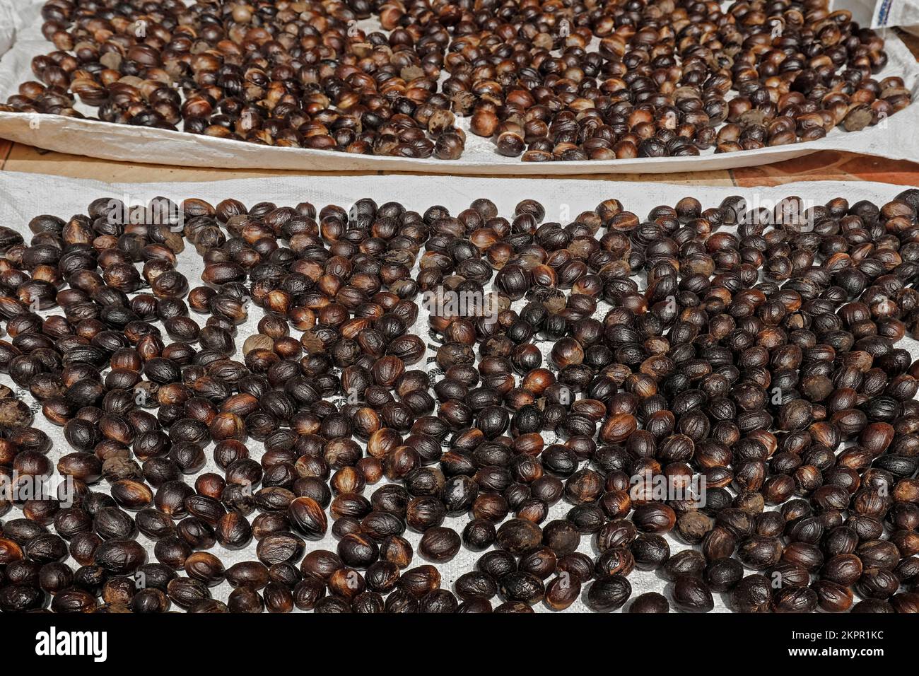 Nutmeg seeds (Myristica fragrans) an aromatic spice & major crop here