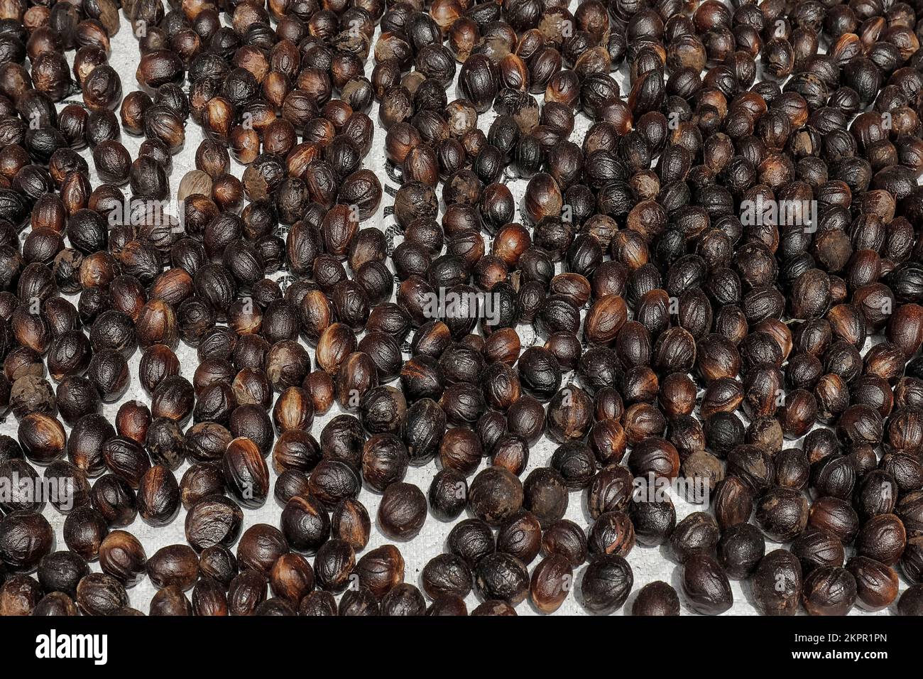 Nutmeg seeds (Myristica fragrans) an aromatic spice & major crop here