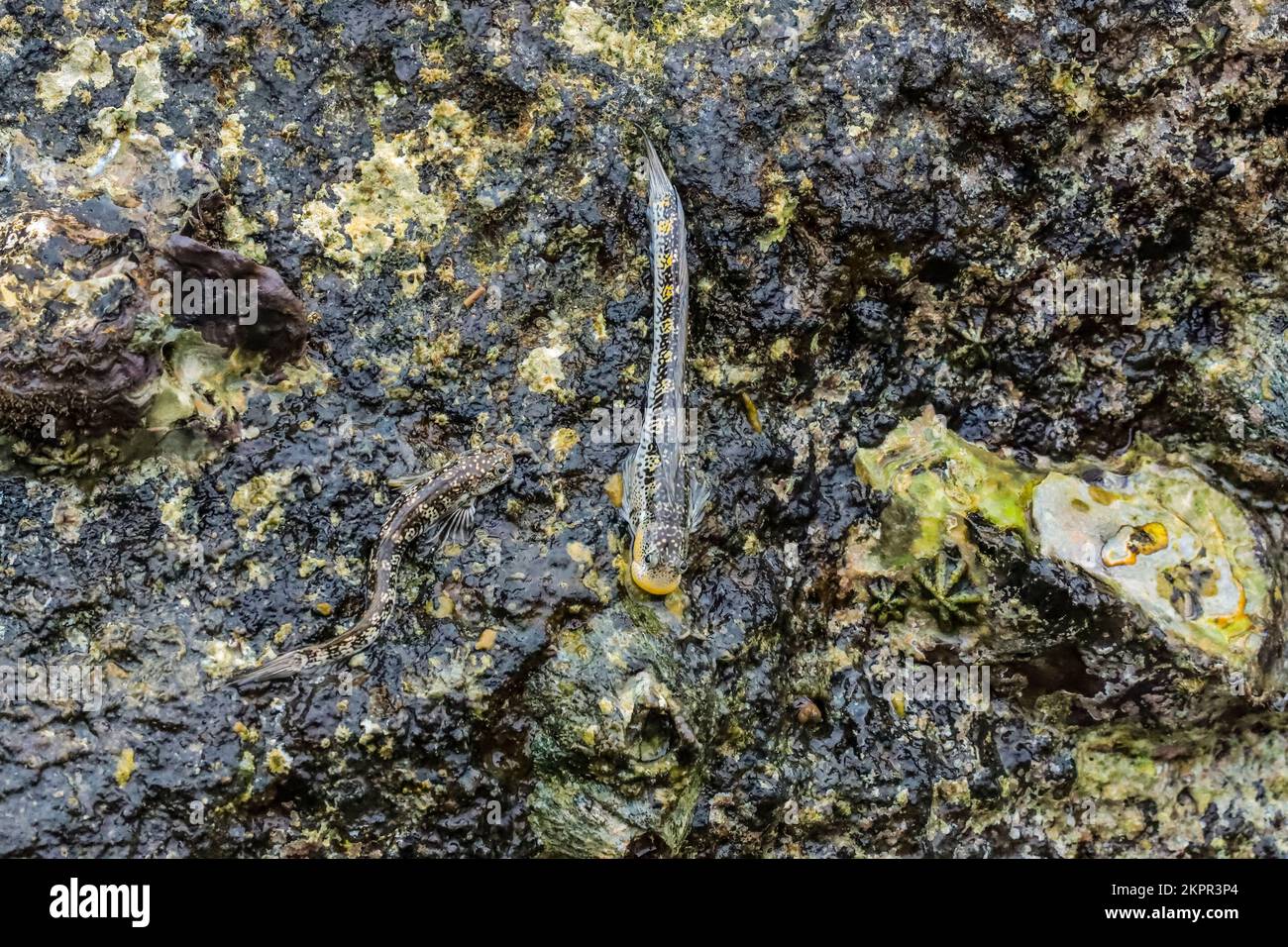 Jumping amphibious fish (rockskippers, leaping blennies), genus Alticus ...