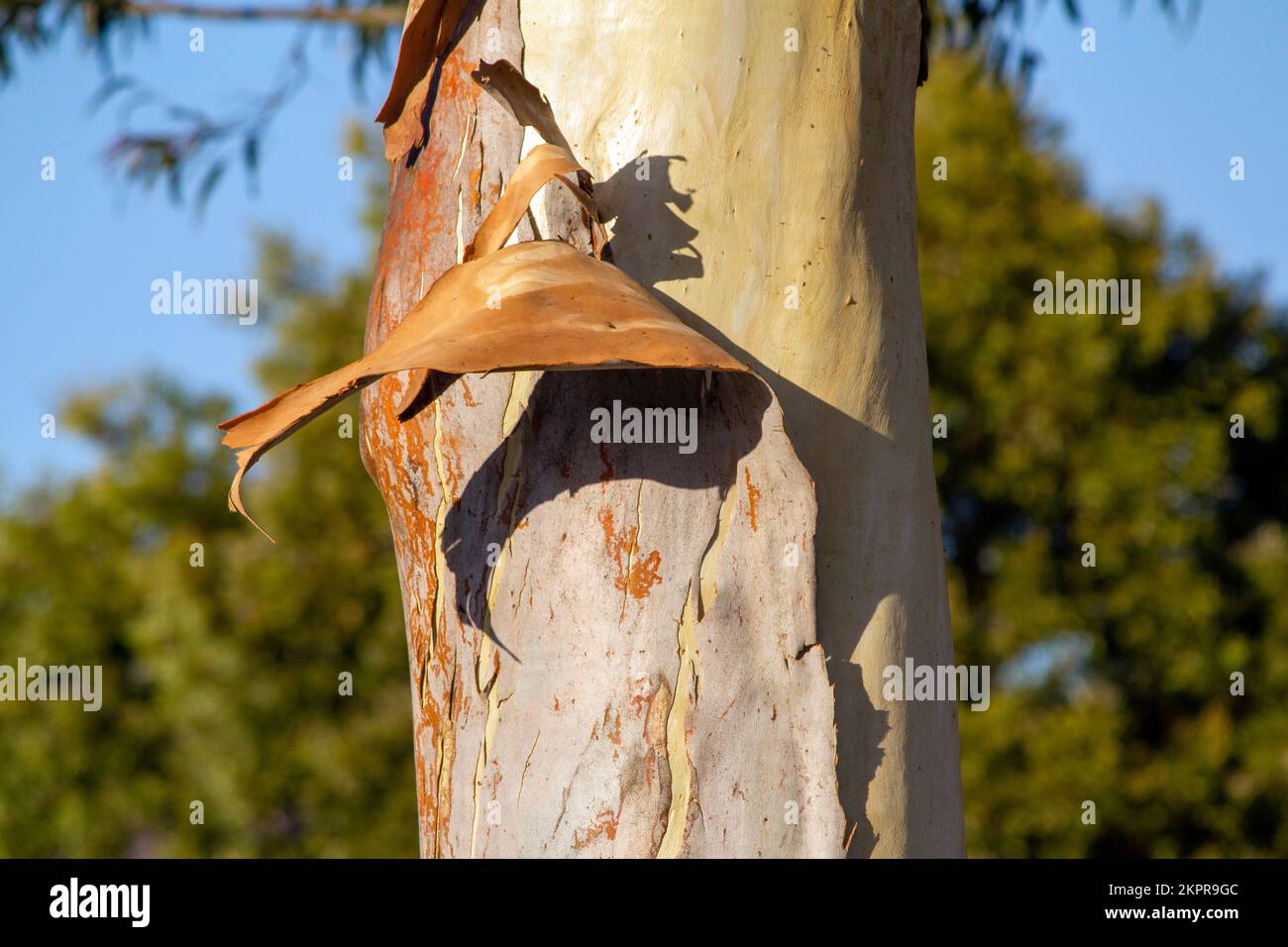 Bark peeling off from the trunk of Eucalyptus tree in Sydney, New South Wales, Australia (Photo by Tara Chand Malhotra) Stock Photo