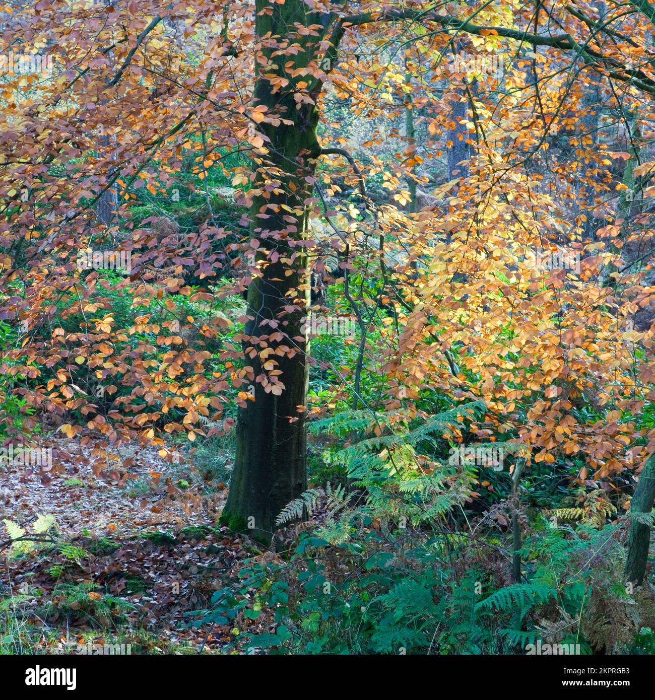 Autumn colour, Cannock Chase Country Park AONB (area of outstanding ...