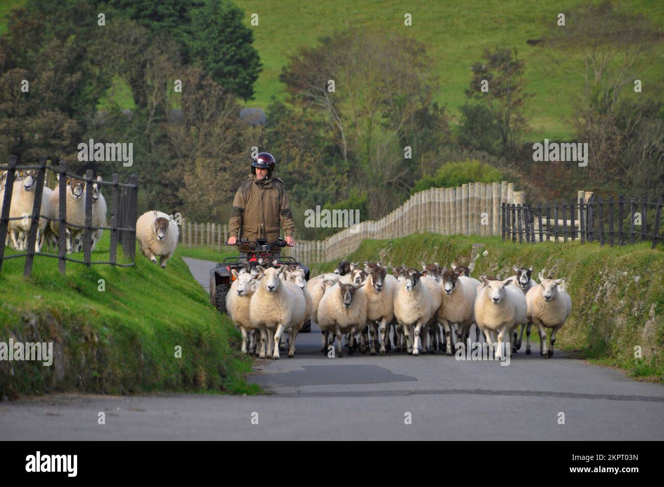 Shepherd driving a small flock of sheep up a narrow country lane in North Devon UK. Stock Photo