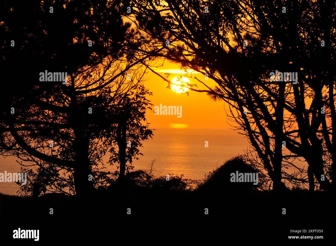Sunset over the sea with trees silhouetted in the foreground.Late summer near St Agnes in Cornwall.England. UK. Great Britain Stock Photo