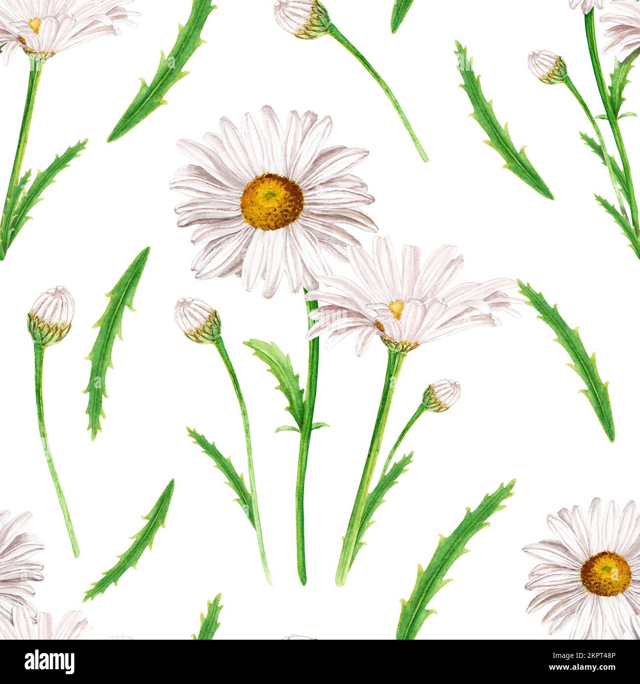 Daisy Botanical Daisy botanical illustration hi-res stock photography and images - Alamy