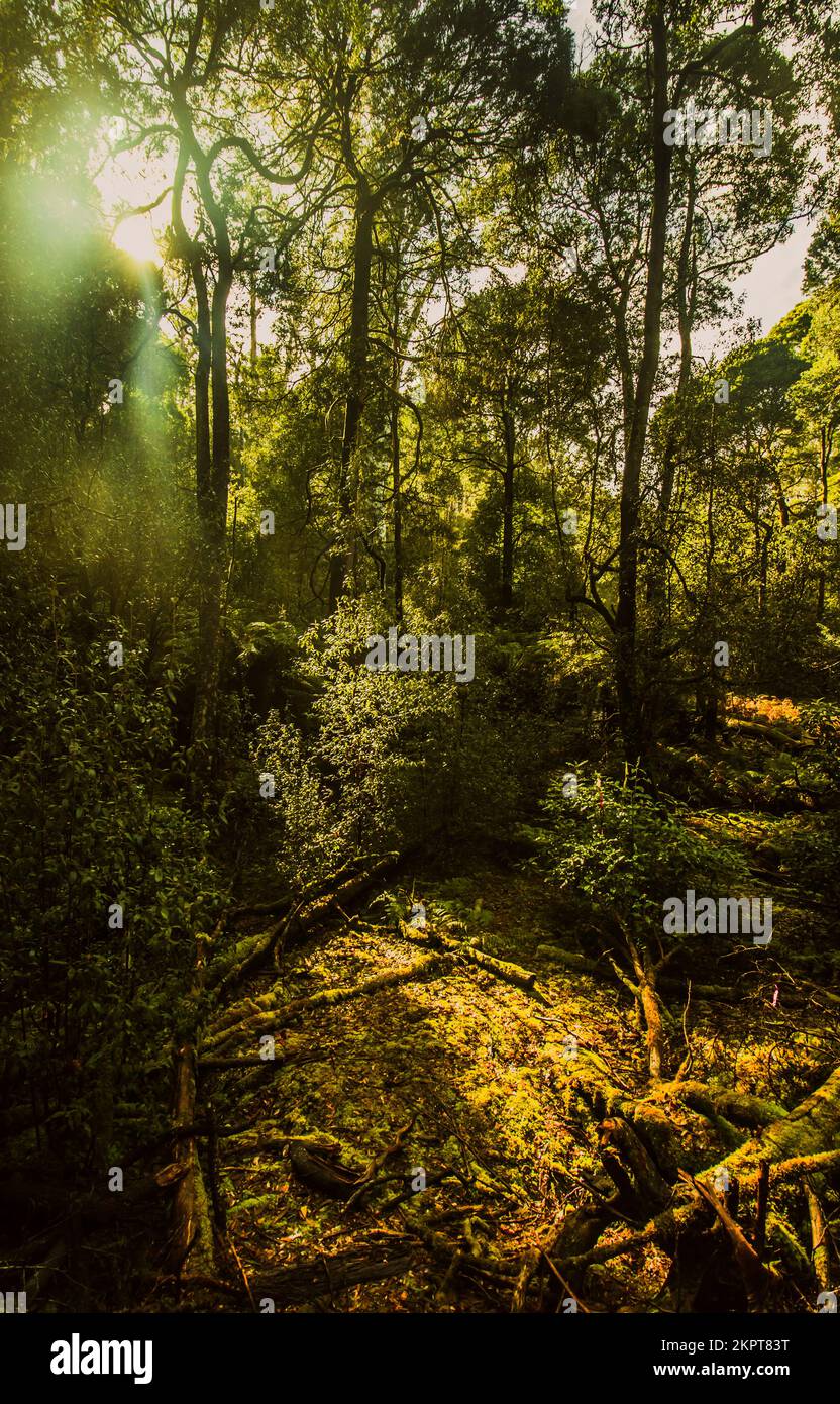 Light illuminating through a treetop canopy in a dense green tropical