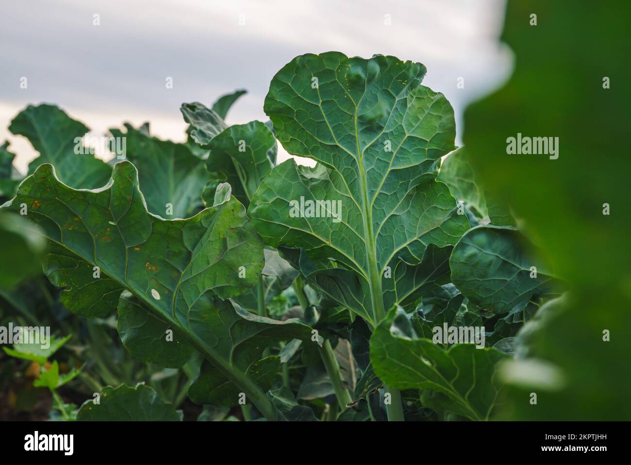 Rows of young celery in a field hires stock photography and images Alamy