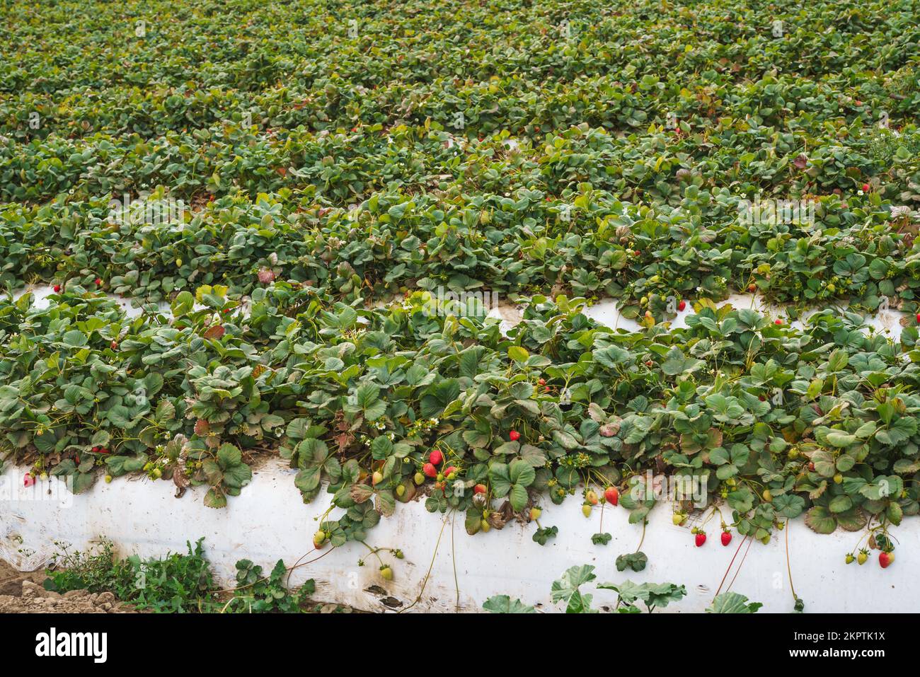 Agricultural field strawberry plants. Industry, modern farming