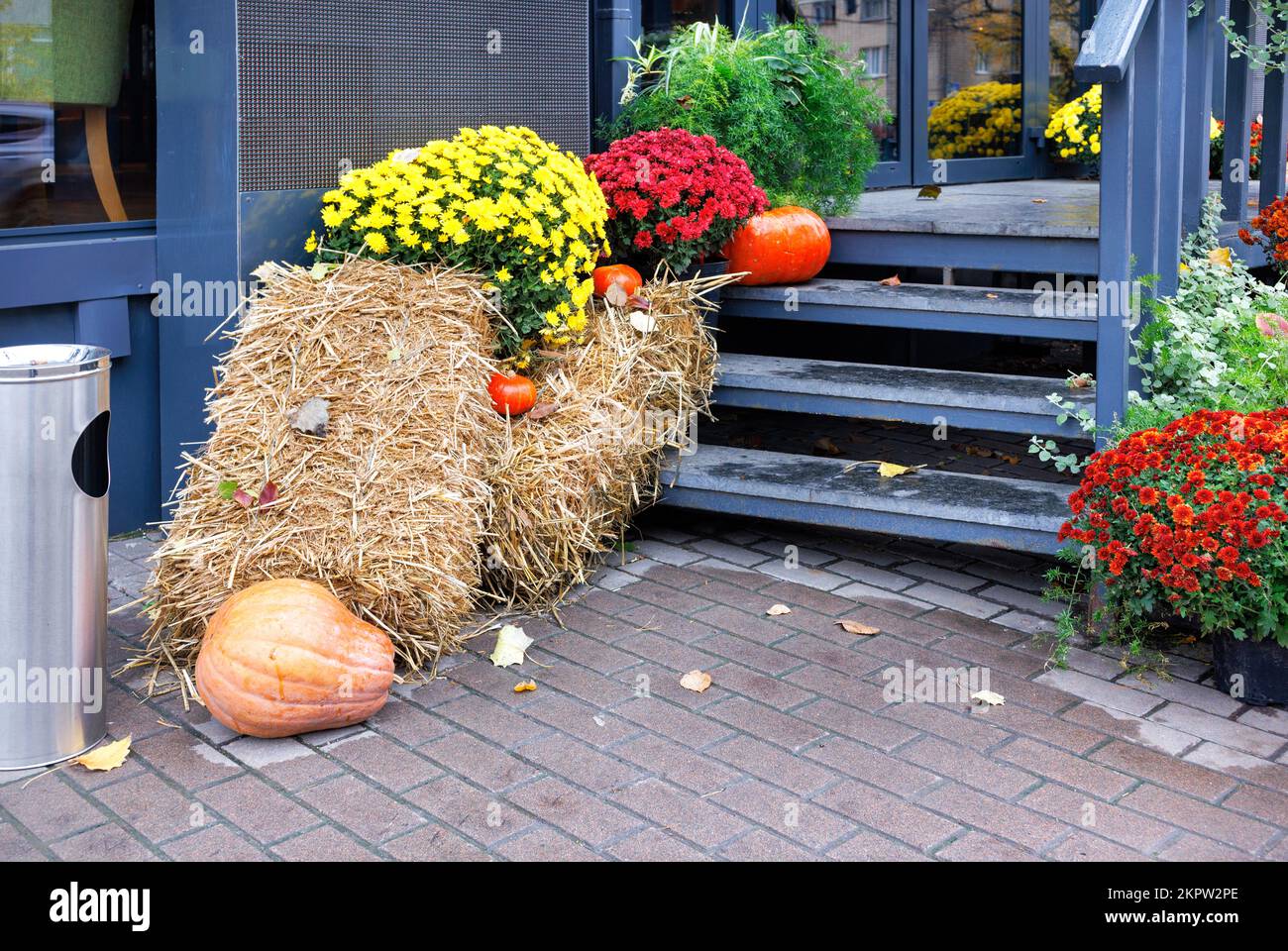 Bouquets of bright autumn colors of yellow, red and orange chrysanthemums adorn the cafe's black wooden entrance steps along with straw and pumpkins. Stock Photo