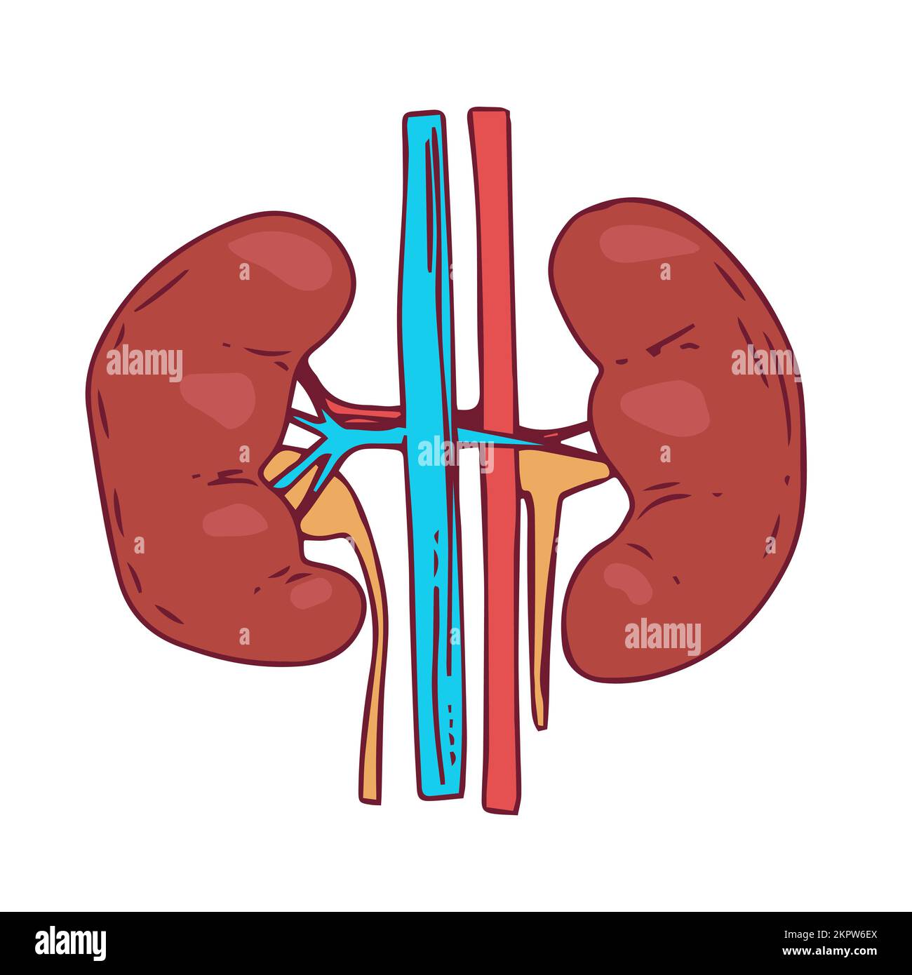 Kidney Vector Illustration man body internal organs Stock Vector Image ...