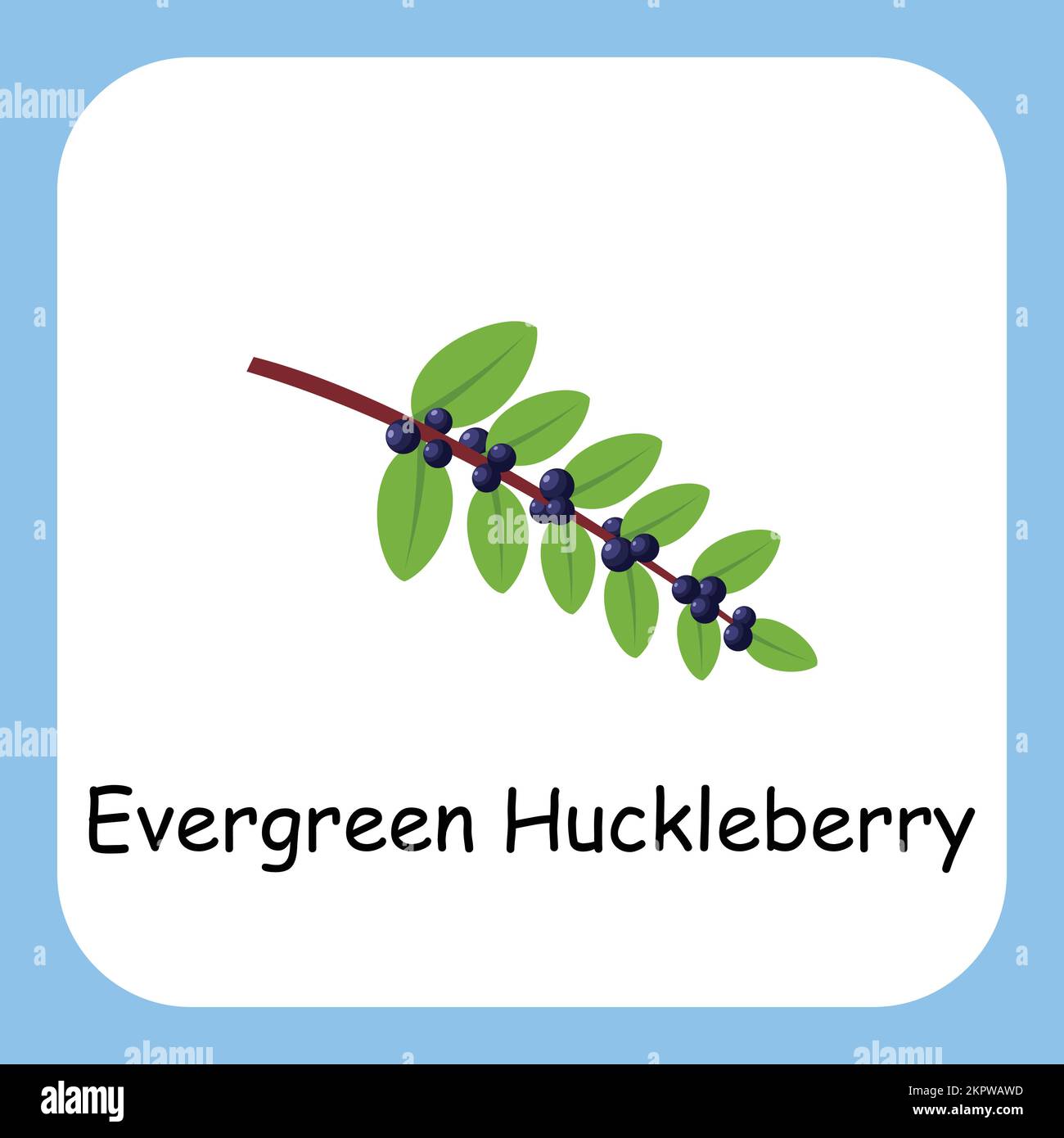 Evergreen Huckleberry Clip Art, Illustration for Kids, cartoon fruit illustration Stock Vector