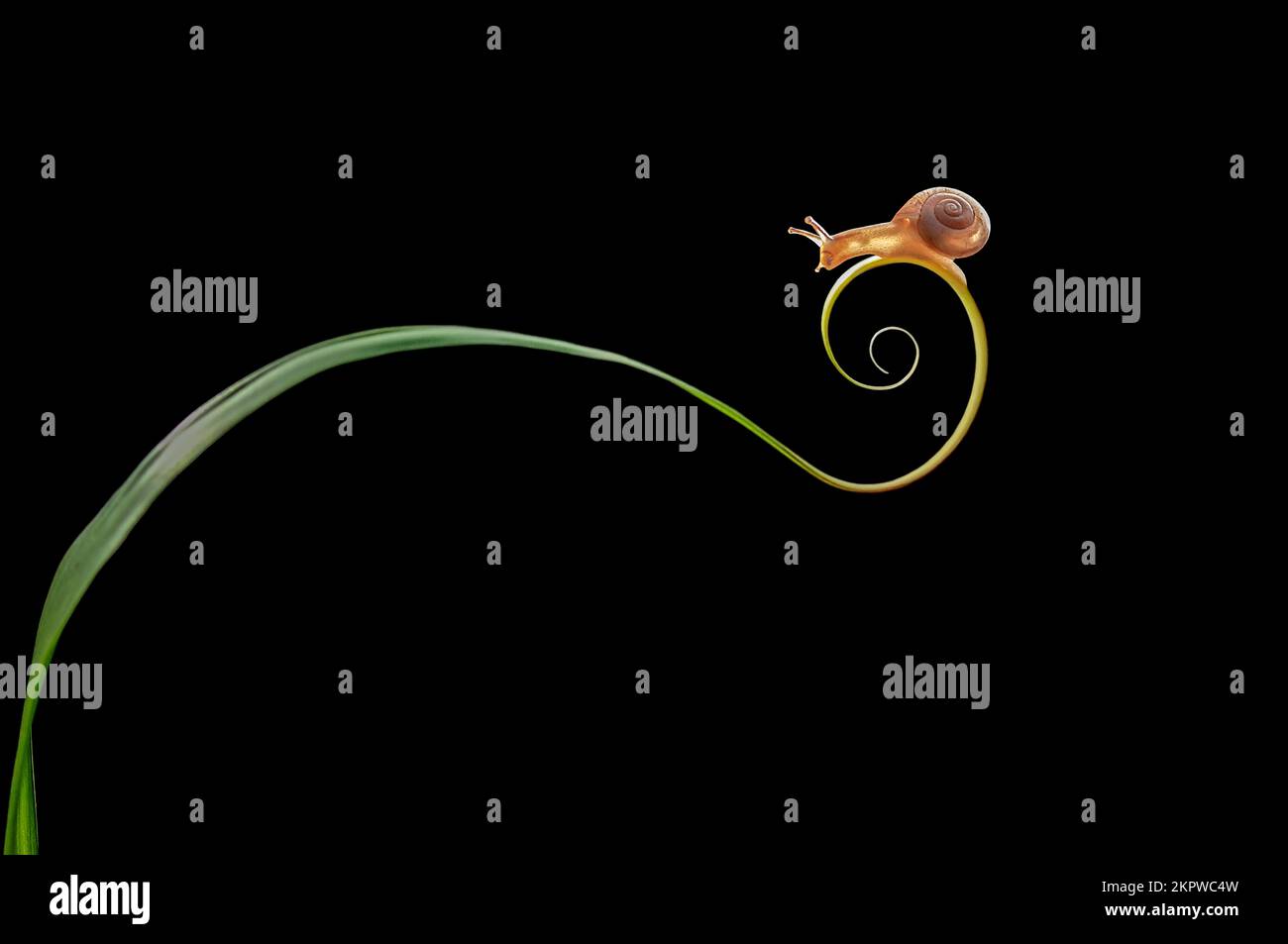 Close-Up of a miniature snail on a spiral tendril, Indonesia Stock Photo