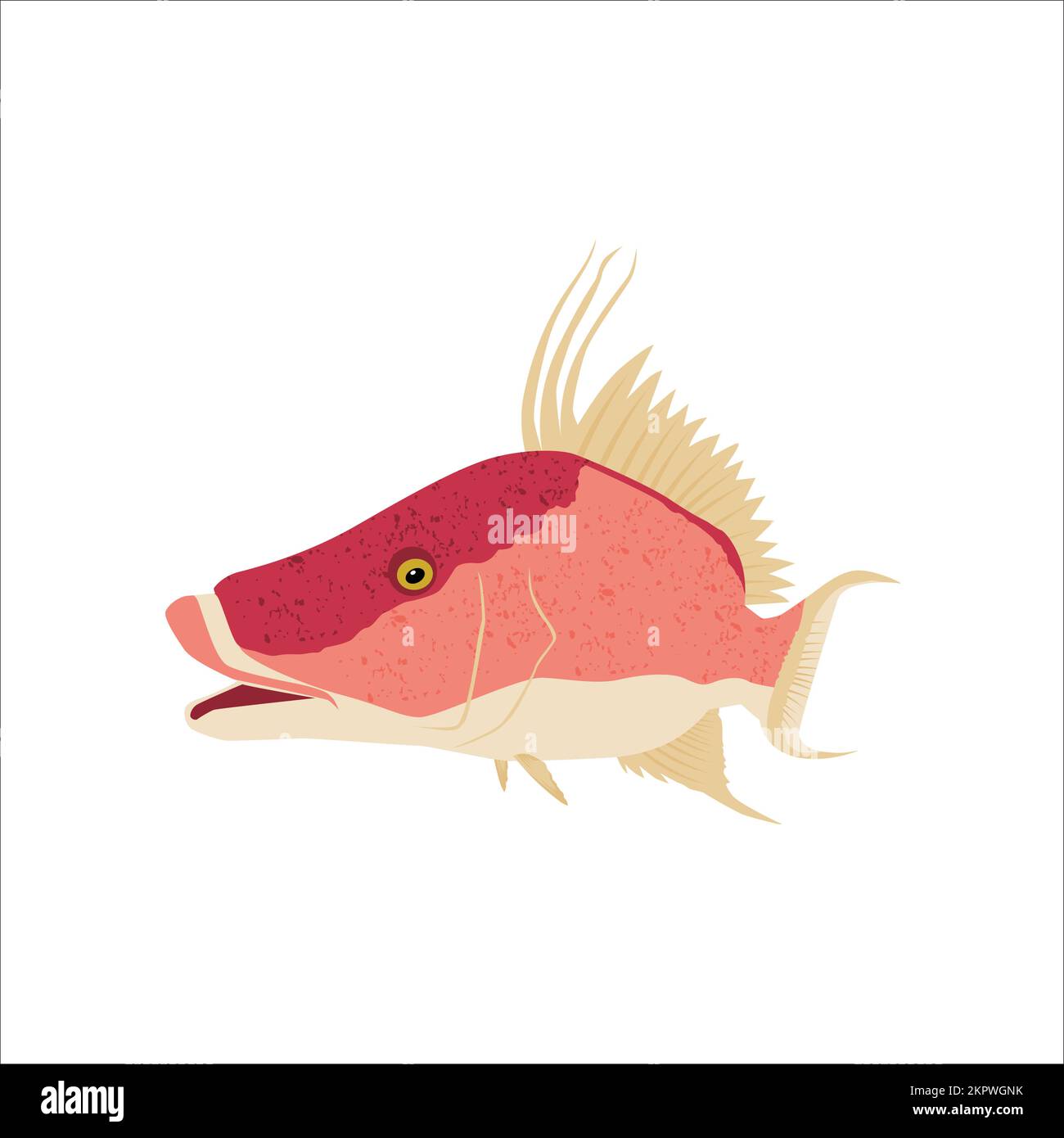 Hogfish on white background vector Stock Vector